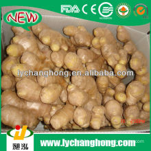 fresh ginger supplier/natural garlic fresh garlic
